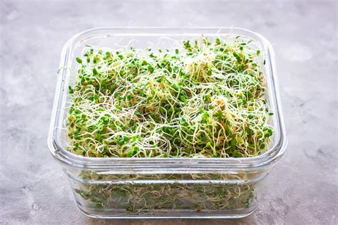 how to grow alfalfa sprouts at home